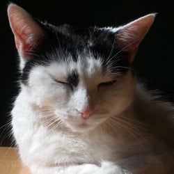 Bastet