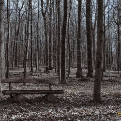 Forrest