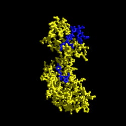 Prolyl-cis-trans-Isomerase