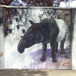 Das Schabrackentapir hat Ahnung und sagt nicht Bescheid