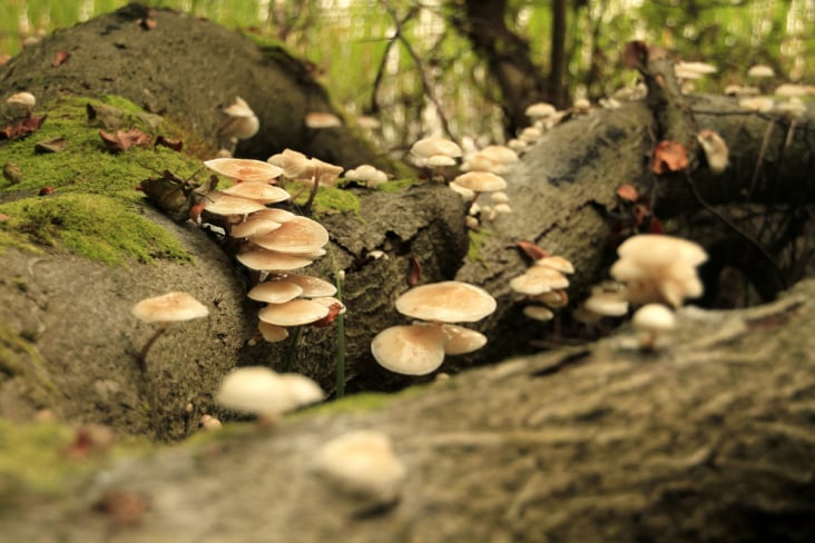 Mushrooms