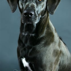 Hundefotografie 2012
