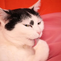 Bastet the Cat 2012 Teil 03