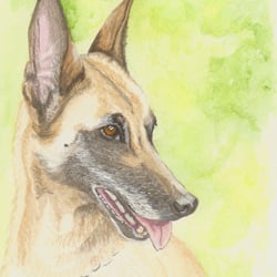 Hund