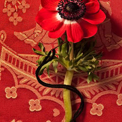 anemone genäht