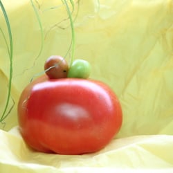 Food Fotografie 2012