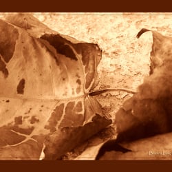 autumn 03
