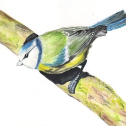 Blaumeise Aquarellillustration