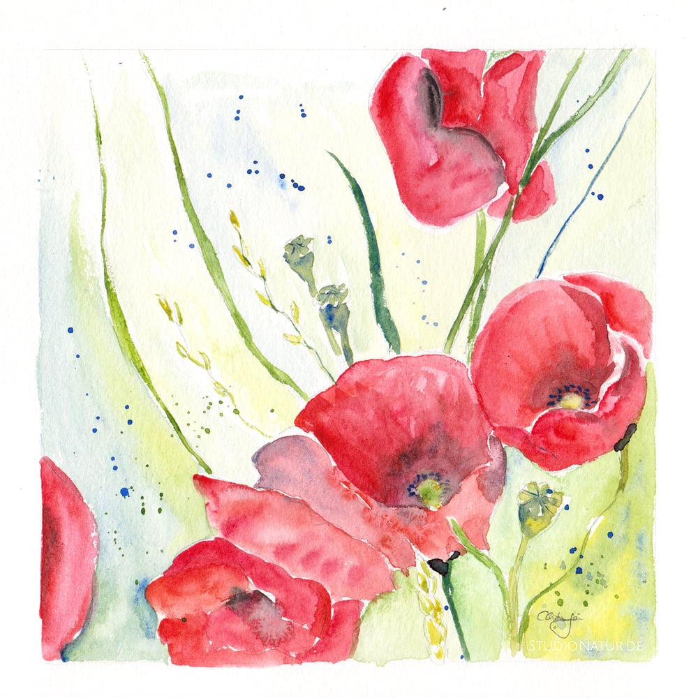 Mohn