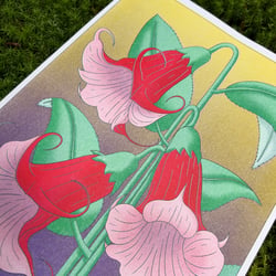 Brugmansia, Risographie Druck