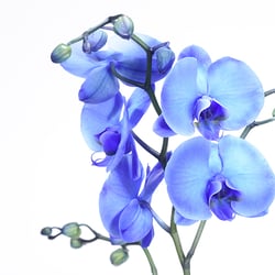 eine blaue Orchidee
