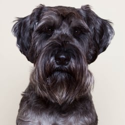 Winnie – Schnauzer Salz/Pfeffer