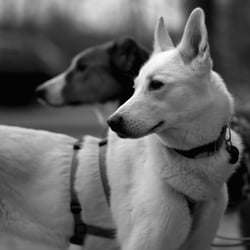 Hundeportraits
