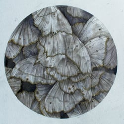 Tondo No. 3 Ourapteryx sambucaria
