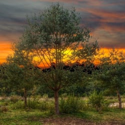 T3T //The Three Trees
