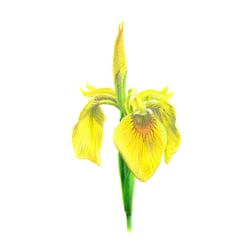 Sumpfschwertlilie