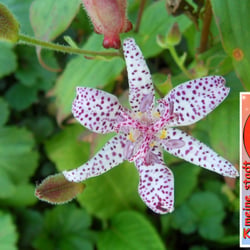 Panten un Bloomen