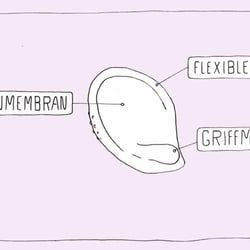 Das Diaphragma