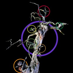 Vogelbaum
