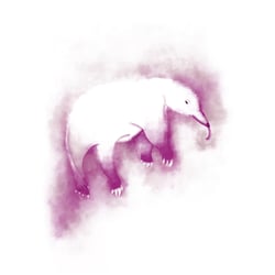 Echidna