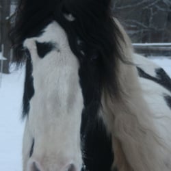 Pferd