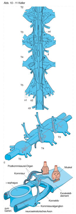 Illustration II.
