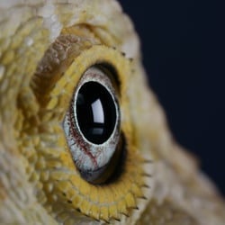 Bartagame 2
