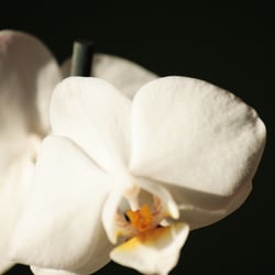 Flower / Orchidee Foto Übungen März 2014