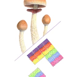 Psychedelika