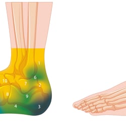 Wissenschaftliche Illustration