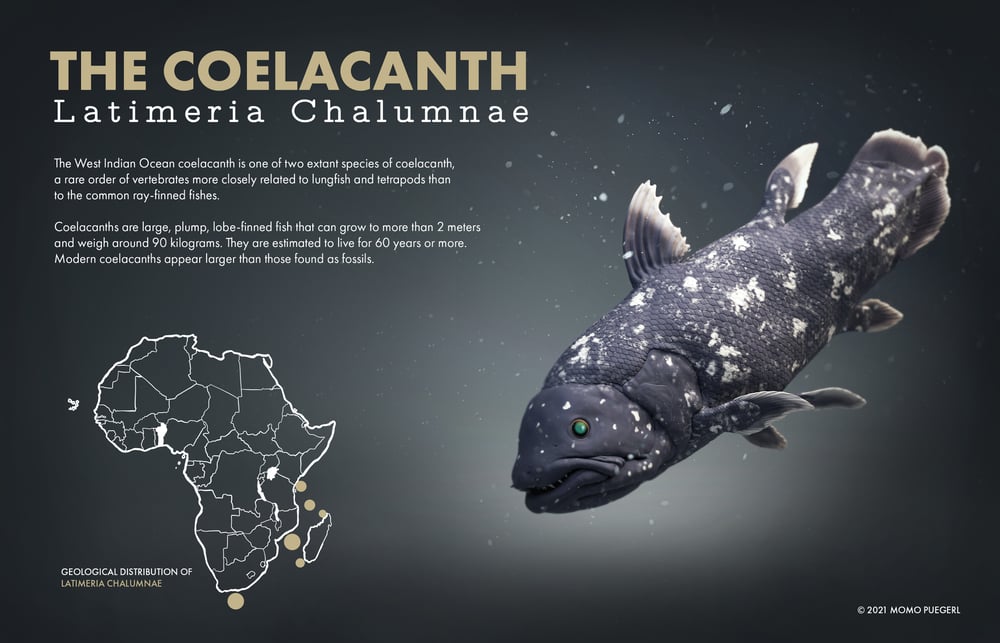 Coelacanth
