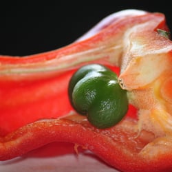 Food Fotografie 2012 Paprika in Farbe No 16