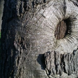 Tree No 07
