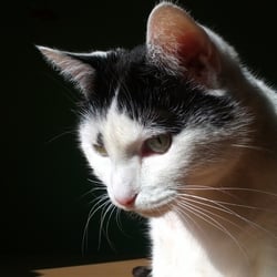 Bastet the Cat 2012 No. 17