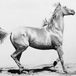Pferd / Bleistift/ Graphit