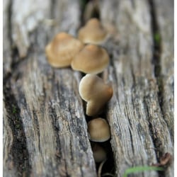 Pilze
