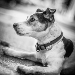 Jack Russel Terrier Portrait
