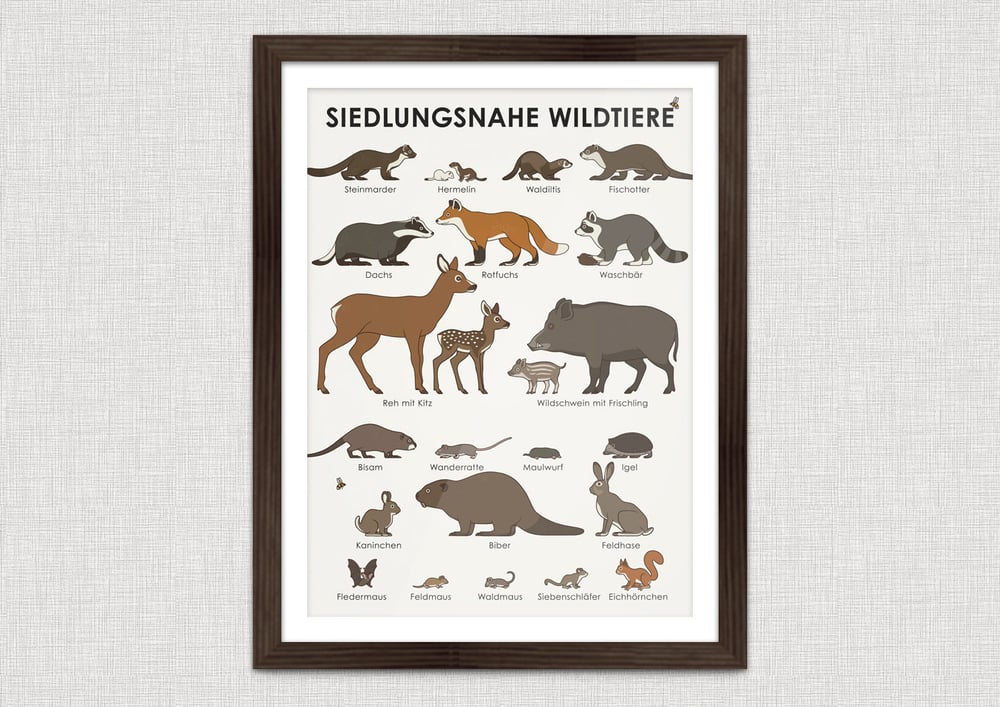Schautafel Siedlungsnahe Wildtiere