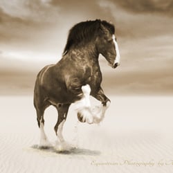 Shire Horse