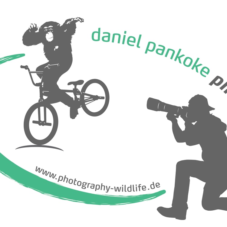 Daniel Pankoke