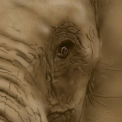 Afrikanischer Elefant
