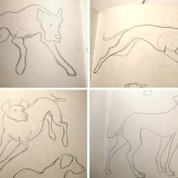 Dogs