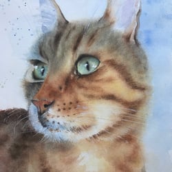 „Katzi“