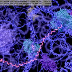 DNA, RNA, Nukleolus und verschiedene Enzyme im Zellkern