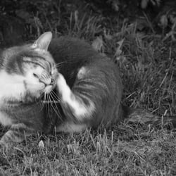 Cat s 2014 Foto Übungen