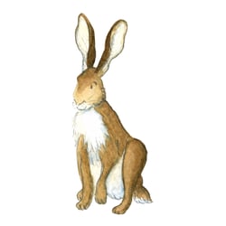 Hase