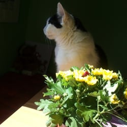 Bastet