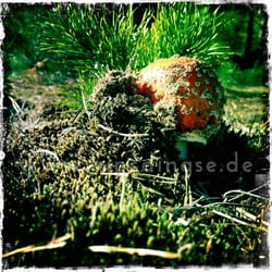 Was für ein Glückspilz! – Pilze am Wegesrand