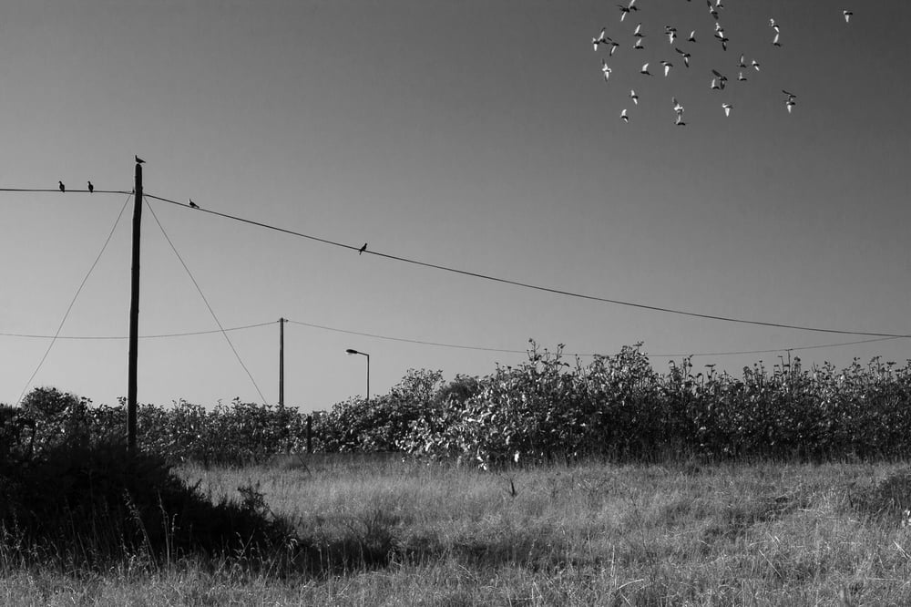 birds
