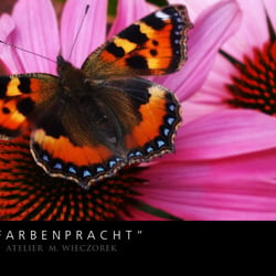 Farbenpracht Naturfotografie